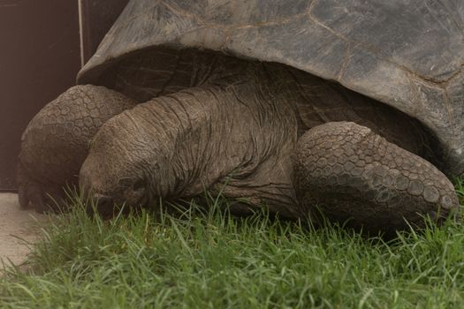 Giant turtle on the Seychelles in the Indian Ocean.