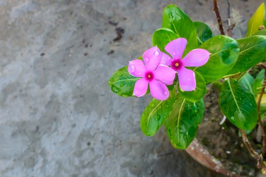 Selective Focus: Colorful flowers with green leaves on backgrounds, Love concept, Templates for design.