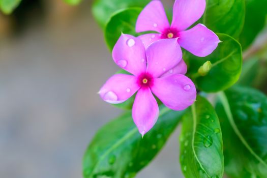 Selective Focus: Colorful flowers with green leaves on backgrounds, Love concept, Templates for design.