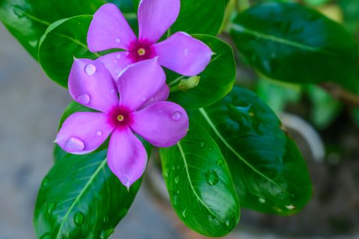 Selective Focus: Colorful flowers with green leaves on backgrounds, Love concept, Templates for design.