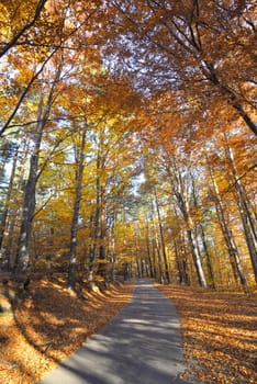 Colorful autumn landscape in romanian mountain 