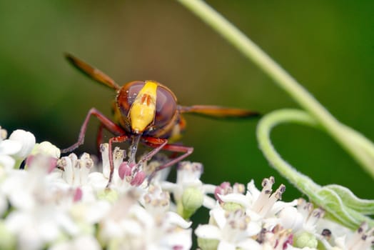 Big eyed fly macro on flower