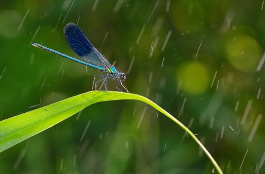 dragonfly in forest (coleopteres splendens) in rain