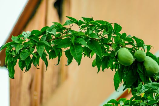 Ripe fruits grow on a branch among green leaves.