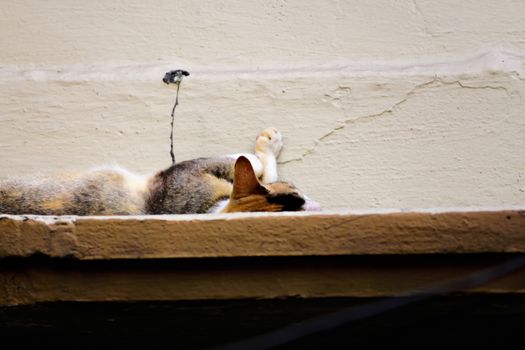 portrait of a beautiful fluffy cat sleeping and relaxing