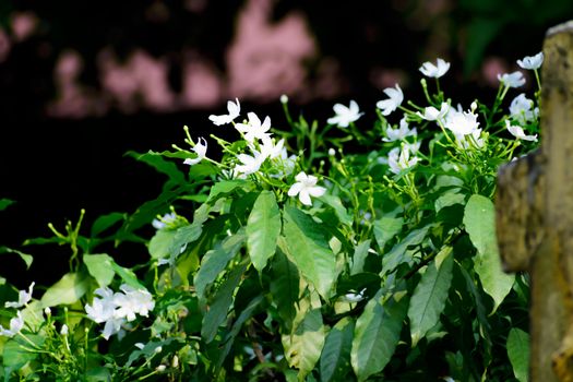 Spring white flower landscape. Romantic elegance Vintage illustration with leaves and flowers of flower tree.