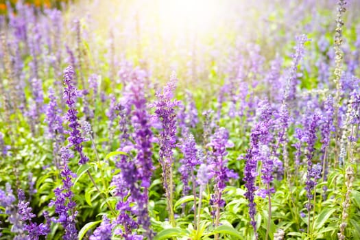 Sunset over a violet lavender field in the spring