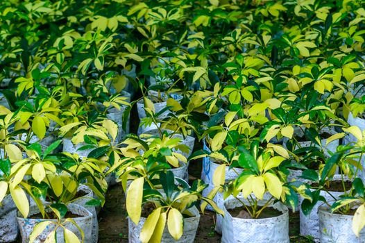 Organic vegetable cultivation farm growing in greenhouse future agriculture for safety food. Nursery plant in bags containing high nutrient soil. Prepared for planting in the garden.