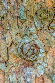 Texture shot of brown tree bark, filling the frame, natural background.