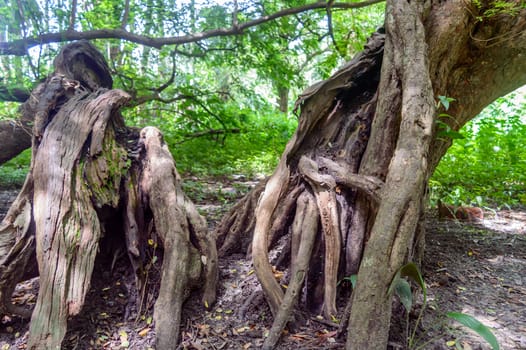 The root of the tree in the forest. Big old tree trunk.