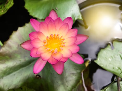 Beautiful lotus flower in blooming background from top view