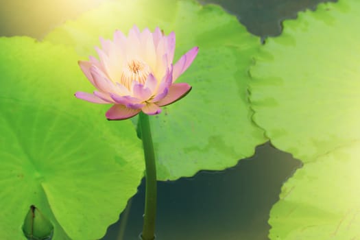 Beautiful pink lotus flower in sunlight Background