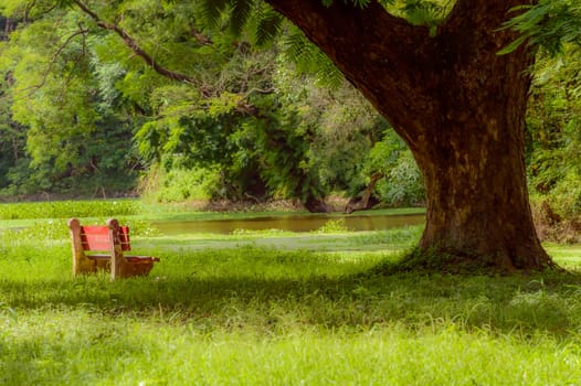 Red color bench in the autumn park. Single wooden park bench in a lush green botanical garden on tree background. ( Kolkata, India )