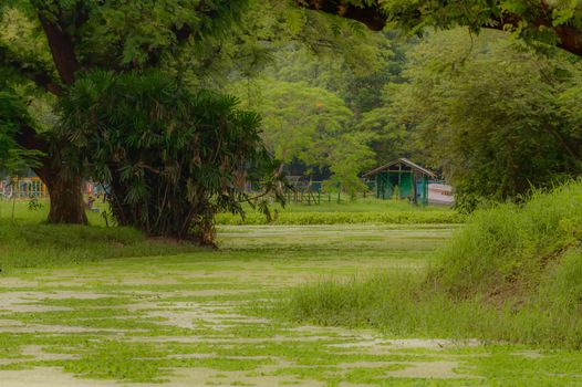 The house is surrounded by plants and trees. View on holiday cabin by a lake. Tiny house near the water. Vacation holiday concept. Goa India.