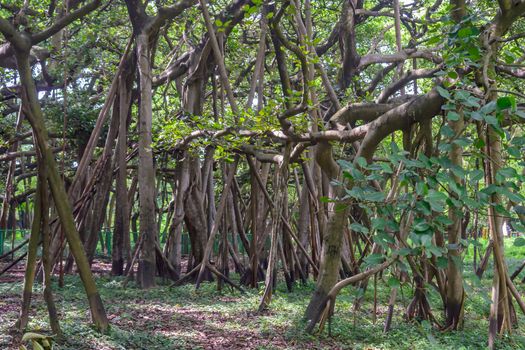 Amazing Banyan Tree canopy at misty autumn morning with sunbeams shining thru leaves.