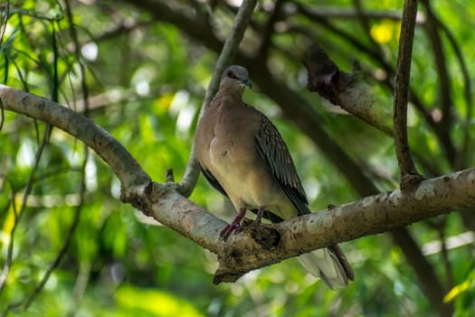 Singing bird in a branch against morning sunlight. cute bird tit sitting on tree branch in spring garden.