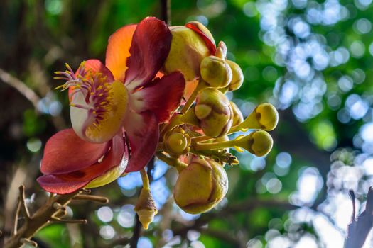 Colorful flowers and its buds captured in sunny summer day, selective focus