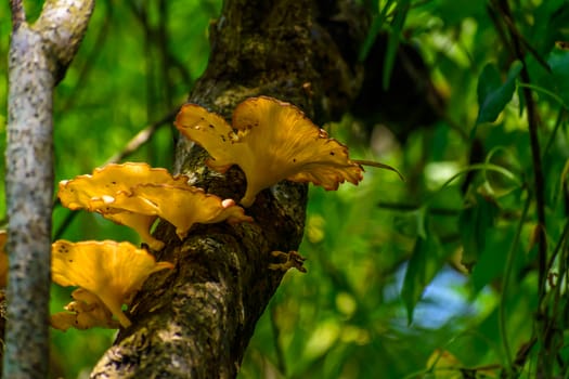 Mushrooms or toadstool in autumn forest, close up, blur effect. The fleshy, spore-bearing body of fungus, on tree branch.