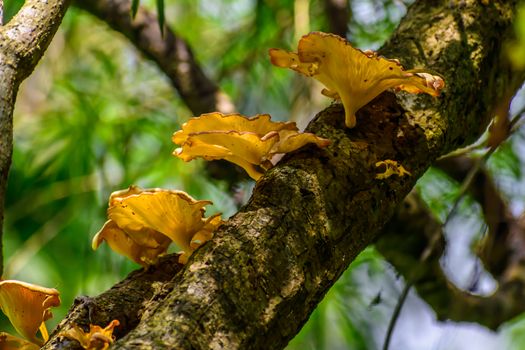 Mushrooms or toadstool in autumn forest, close up, blur effect. The fleshy, spore-bearing body of fungus, on tree branch.