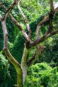 White Birch in Forest. Botanical garden India.