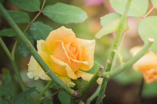 Roses in the garden, Roses are beautiful with a beautiful sunny day.