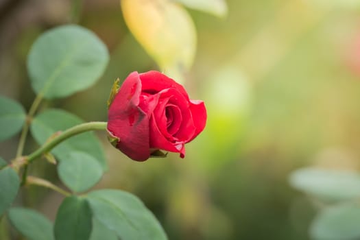 Roses in the garden, Roses are beautiful with a beautiful sunny day.