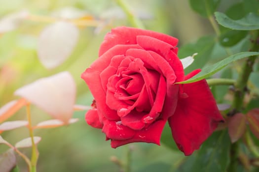 Roses in the garden, Roses are beautiful with a beautiful sunny day.