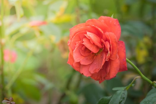 Roses in the garden, Roses are beautiful with a beautiful sunny day.