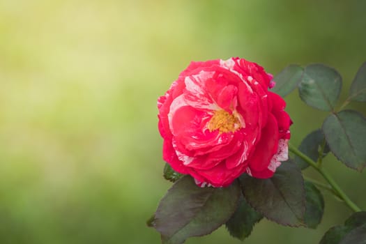 Roses in the garden, Roses are beautiful with a beautiful sunny day.