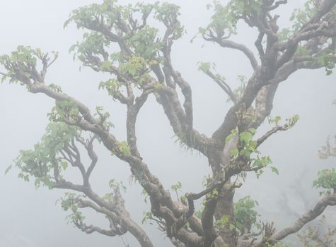 Closeup of a twisted tree in the fog