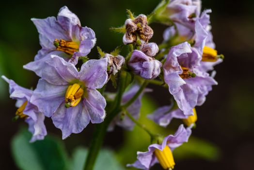 Purple flowers of potato plant in garden