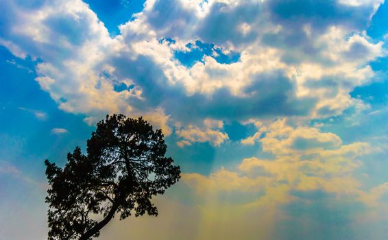 This is a photograph of silhouette Tree top against blue cloudy sky on a clouded sunny day during sunset in the evening time of a hill station of popular tourist destination. The image taken at dusk, at dawn, at daytime on a cloudy day. The Subject of the image is inspiration, exciting, hopeful, bright, sensational, tranquil, calm, stormy and stunning. This photography is taken in as landscape style. This photograph may be used as a background, wallpaper and screen saver.