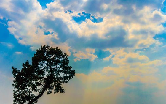 This is a photograph of silhouette Tree top against blue cloudy sky on a clouded sunny day during sunset in the evening time of a hill station of popular tourist destination. The image taken at dusk, at dawn, at daytime on a cloudy day. The Subject of the image is inspiration, exciting, hopeful, bright, sensational, tranquil, calm, stormy and stunning. This photography is taken in as landscape style. This photograph may be used as a background, wallpaper and screen saver.