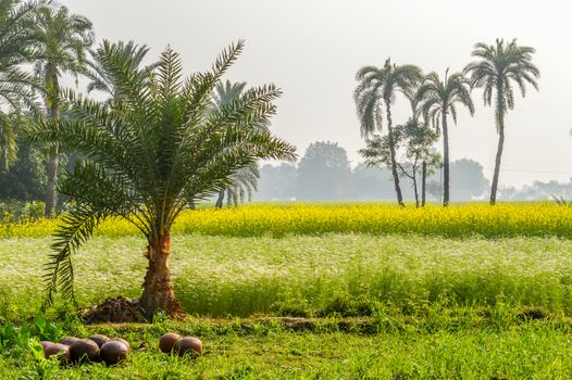 This is a photograph of dates tree and dates pot (used for juice storage) captured from an agricultural field near Kolkata india. The image taken at daytime on a sunny day. The Subject of the image is to show a dates cultivation and dates storage procedure. This photography is taken in as landscape style. This photograph may be used as background, wallpaper, screen saver in agricultural industry.