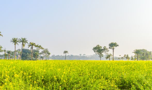 Colorful spring Landscape with yellow Rape: This is a photograph of Beautiful rapeseed flower field captured from a Sunny field of rape flower garden.. The image taken at dusk, at dawn, at daytime on a cloudy day. The Subject of the image is inspiration, exciting, hopeful, bright, sensational, tranquil, calm, and stunning. This photography is taken in as landscape style. This photograph may be used as a background, wallpaper, screen saver.