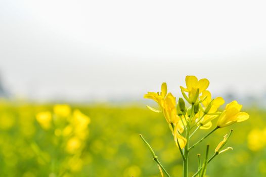 This is a photograph rapeseed flowers close up isolated on blurred background and its gorgeous petals captured from a Sunny field of rape flower garden. The image taken at dusk, at dawn, at daytime on a cloudy day. The Subject of the image is inspiration, exciting, hopeful, bright, sensational, tranquil, calm, and stunning. This photography is taken in as landscape style. This photograph may be used as a background, wallpaper, screen saver.