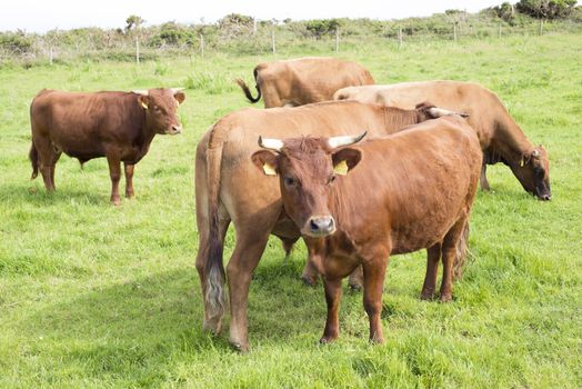 jersey cattle on green pasture in dingle county kerry ireland