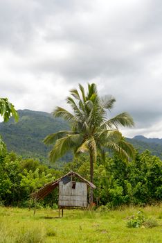 jungle home in mindoro philippines lush green forest