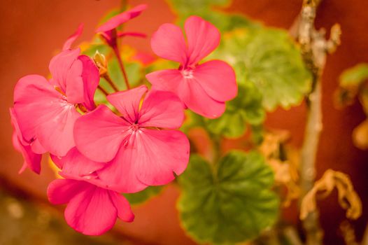 Branches of red flower and buds