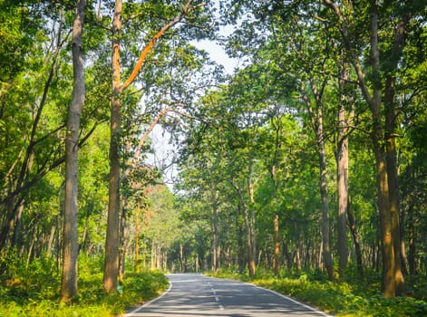 The paved road that cuts through the forest of fresh green tree. The image taken at dusk, at dawn, at daytime on a cloudy day. The Subject of the image is adventure, inspiration, exciting, hopeful, bright, sensational, tranquil, calm, stormy, stunning. This photography is taken in as landscape style. This photograph may be used as a background, wallpaper, screen saver.