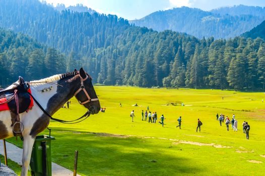 beautiful brown horse standing outdoors Brown horse standing in the green meadow in summer time against trees and mountains Green landscape in the midsummer, in a sunny day sports animal concept