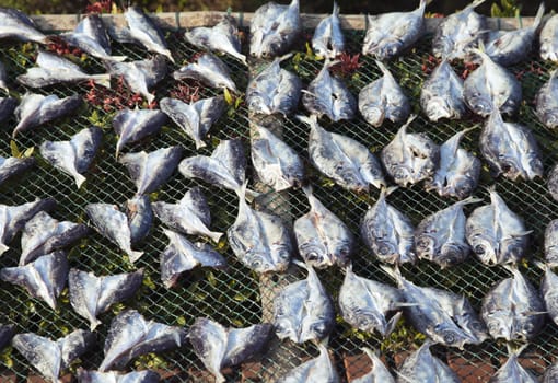 Fish being drying on a metal mesh