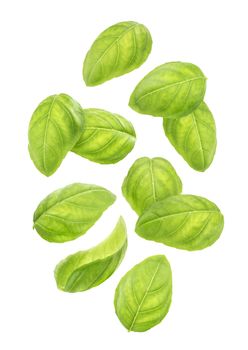 Falling basil leaves isolated on white background with clipping path