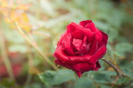 Roses in the garden, Roses are beautiful with a beautiful sunny day.