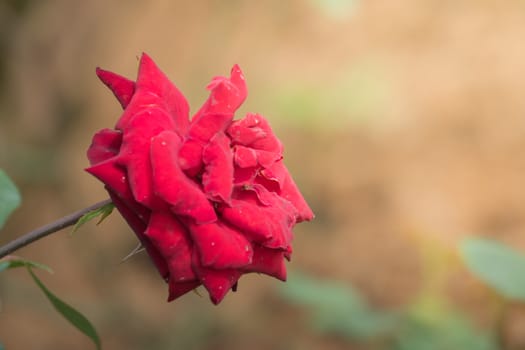 Roses in the garden, Roses are beautiful with a beautiful sunny day.