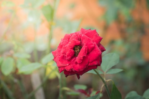 Roses in the garden, Roses are beautiful with a beautiful sunny day.