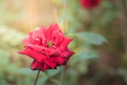 Roses in the garden, Roses are beautiful with a beautiful sunny day.