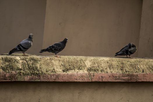 Feral pigeon on roof of building. Gray doves sitting on a wall.