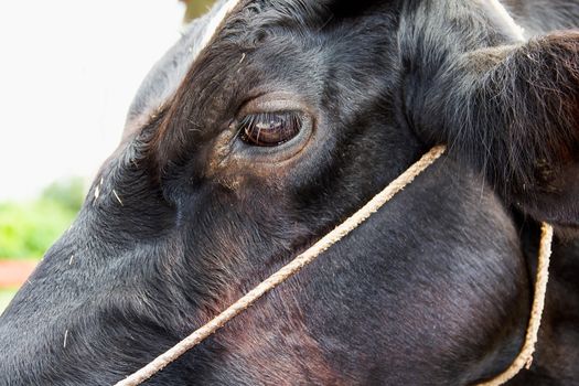 Closeup eye of cow looking for
