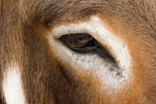 Closeup eye of cow looking for